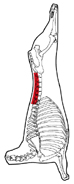 Skeletal: 5150